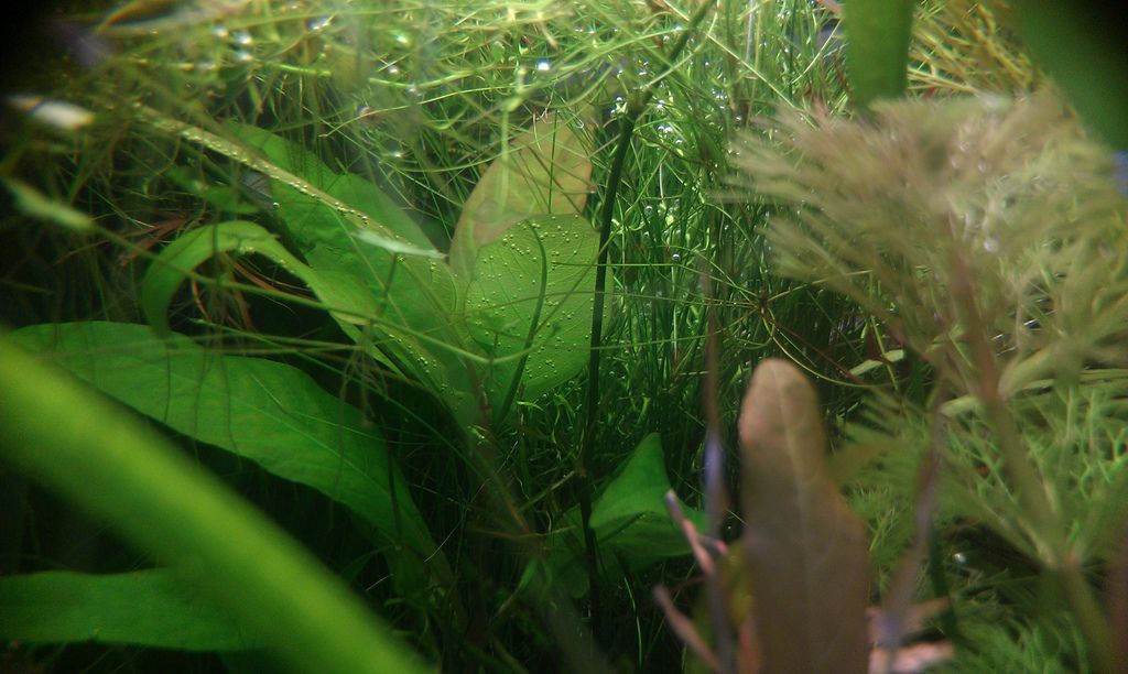 秋份 Mk的水族天地 痞客邦