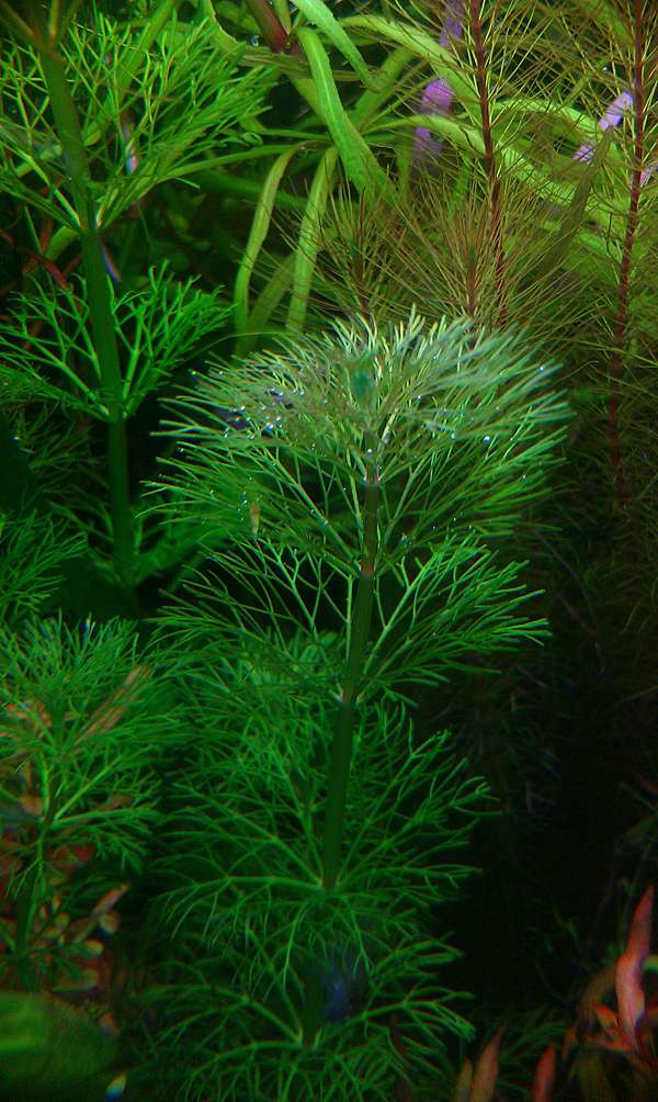 秋份 Mk的水族天地 痞客邦