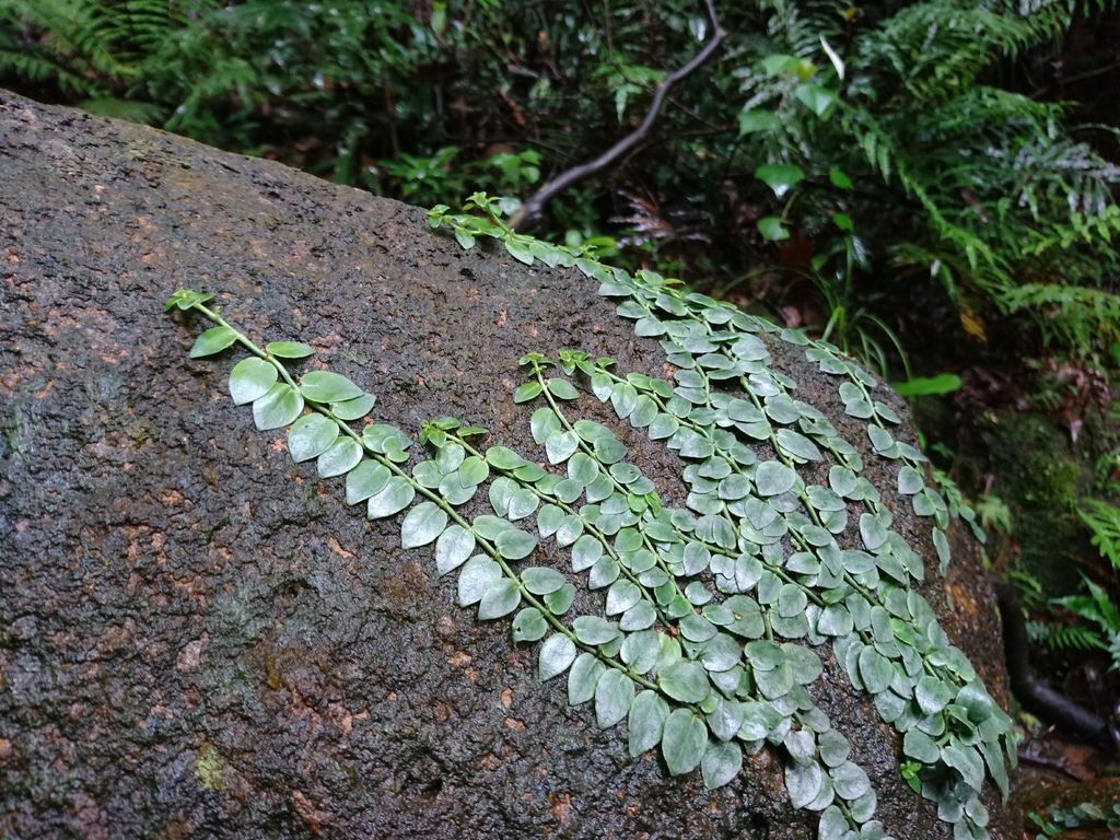 DSC_0610.JPG DSC_0610.JPG