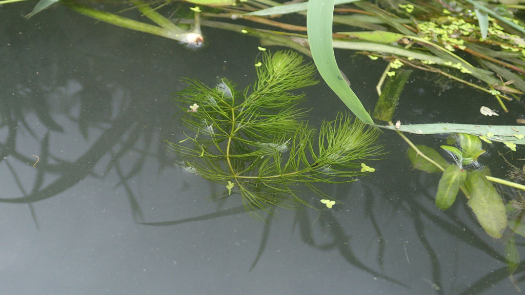 到宜蘭趴趴走找水生植物日誌part 1 Mk的水族天地 痞客邦 到宜蘭趴趴走找水生植物日誌part 1 Mk的水族天地 痞客邦