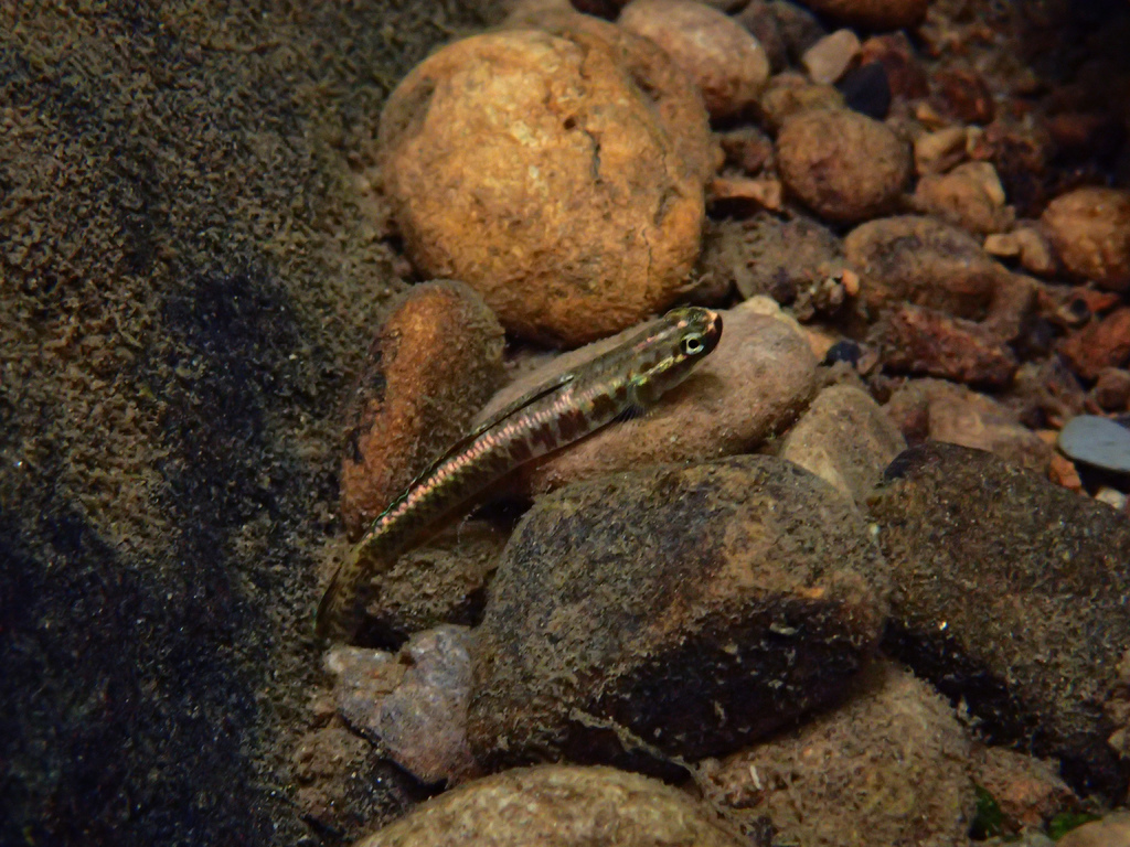 踏上解鎖夢幻目標魚種的成就