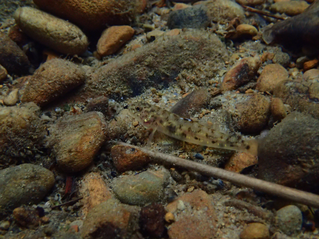 溯溪拍魚持久戰