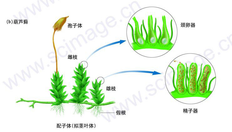 苔蘚植物門.jpg