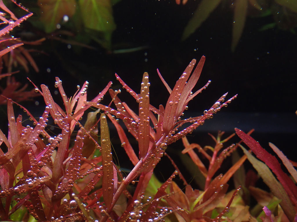 草缸日常 Mk的水族天地 痞客邦