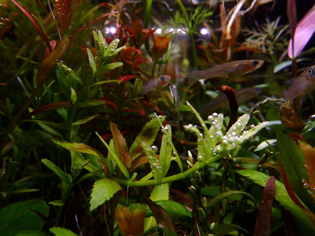 草缸日常 Mk的水族天地 痞客邦
