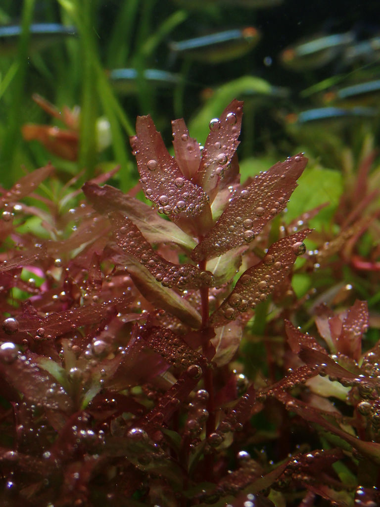 泡泡海 Mk的水族天地 痞客邦