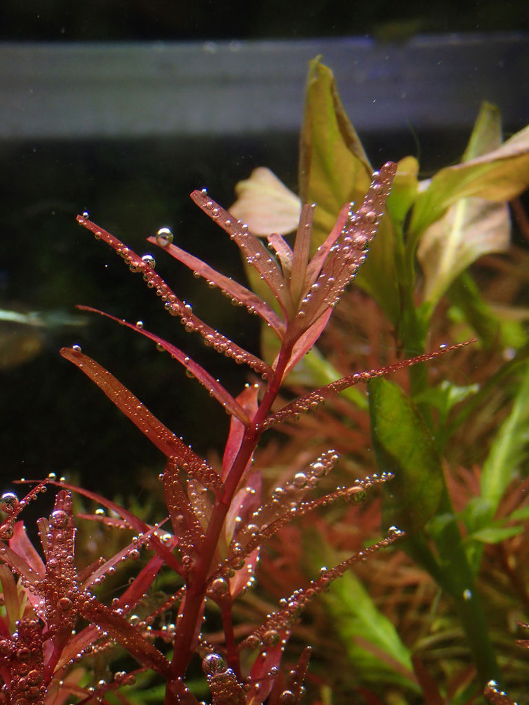 泡泡海 Mk的水族天地 痞客邦