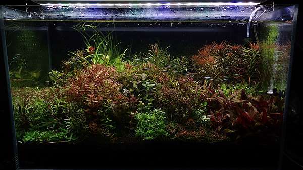 泡泡海 Mk的水族天地 痞客邦 泡泡海 Mk的水族天地 痞客邦