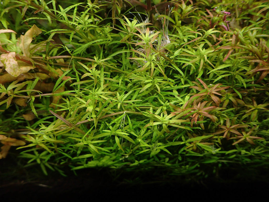 出貨日 Mk的水族天地 痞客邦