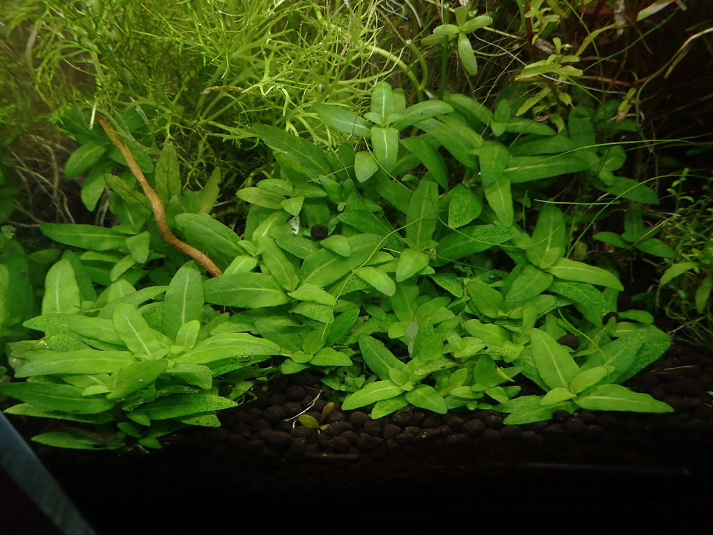 重見光明 Mk的水族天地 痞客邦