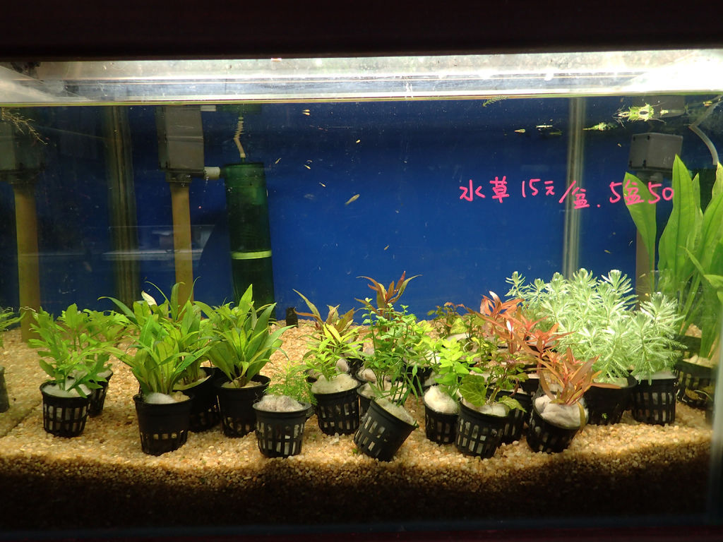 中部魚訊 全民皆兵的台中水街與黑暗二手交易市場 Mk的水族天地 痞客邦