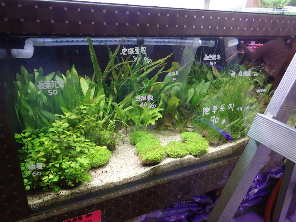 中部魚訊 全民皆兵的台中水街與黑暗二手交易市場 Mk的水族天地 痞客邦 中部魚訊 全民皆兵的台中水街與黑暗二手交易市場 Mk的水族天地 痞客邦