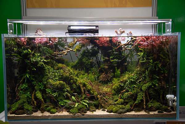 19年高雄水族展 傳說中歷屆水草造景比賽水準最高的一年 Mk的水族天地 痞客邦 19年高雄水族展 傳說中歷屆水草造景比賽水準最高的一年 Mk的水族天地 痞客邦