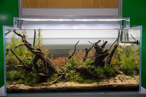 19年高雄水族展 傳說中歷屆水草造景比賽水準最高的一年 Mk的水族天地 痞客邦