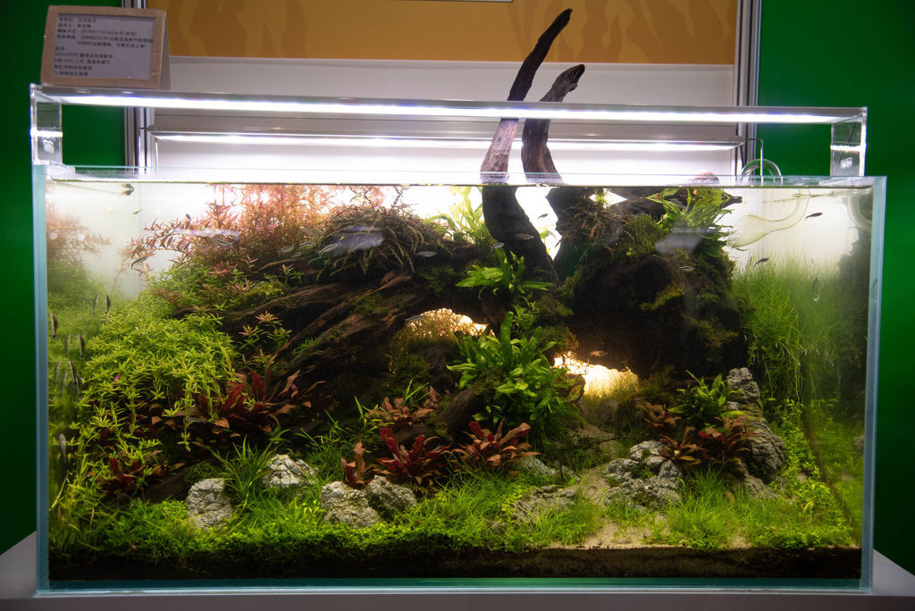 19年高雄水族展 傳說中歷屆水草造景比賽水準最高的一年 Mk的水族天地 痞客邦