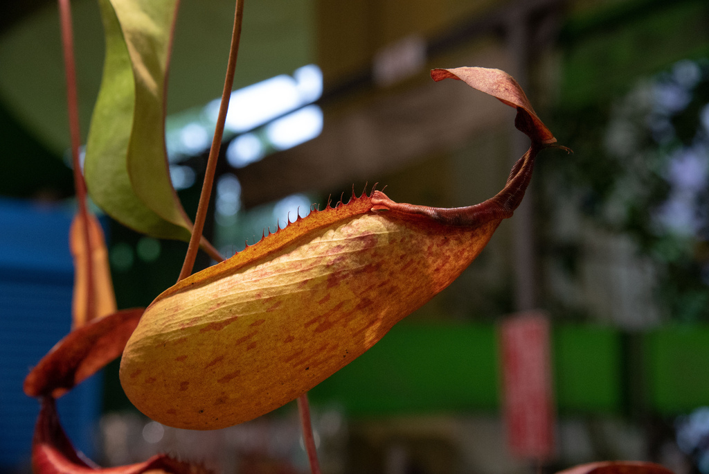 2019年建國花市食蟲植物展 Part.2