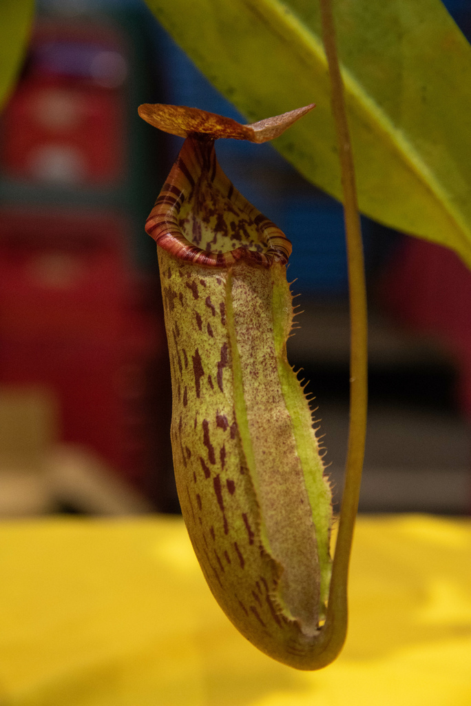 2019年建國花市食蟲植物展 Part.2