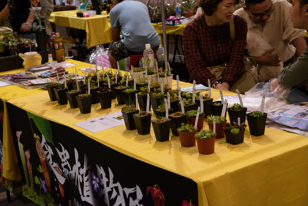 2019年建國花市食蟲植物展 Part.2