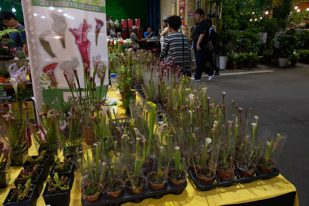 2019年建國花市食蟲植物展 Part.2