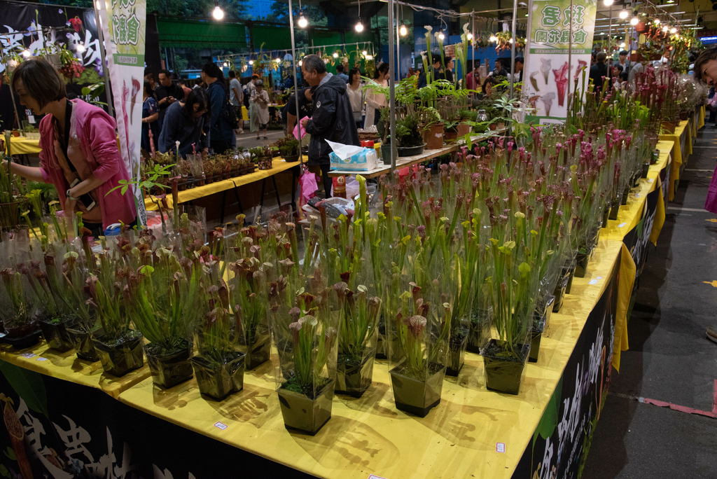 2019年建國花市食蟲植物展 Part.2