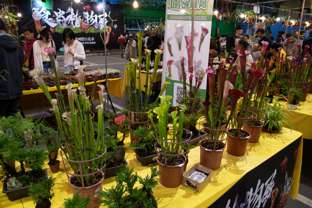 2019年建國花市食蟲植物展 Part.2