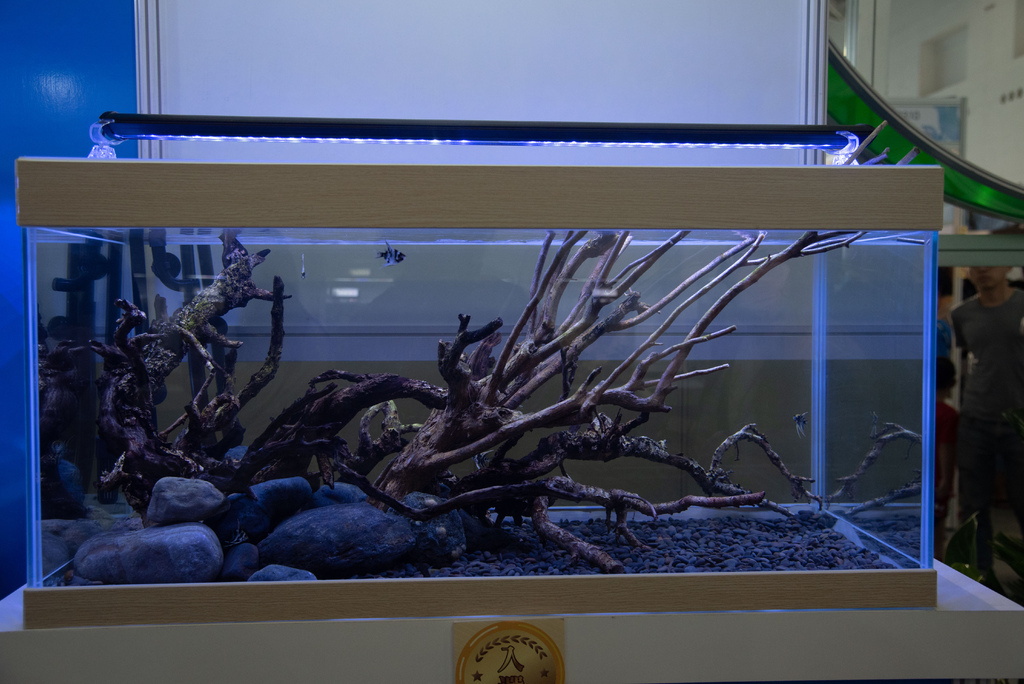 [2023高雄水族館]我到底看了什麼的慈鯛造景比賽