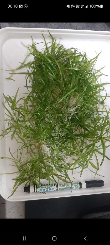 [水草公道伯]迷你水蘭還是針葉皇冠?