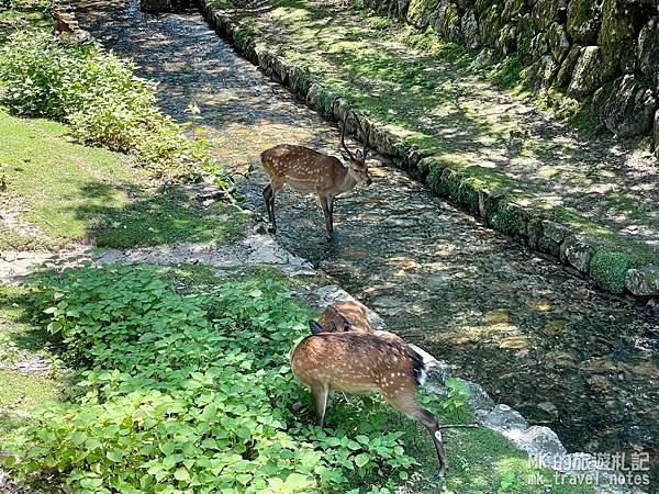 [橫掃西日本EP17][廣島景點]宮島一日遊嚴島神社、彌山