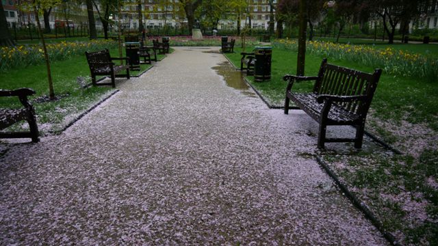 櫻花瓣落滿地 櫻花瓣落滿地