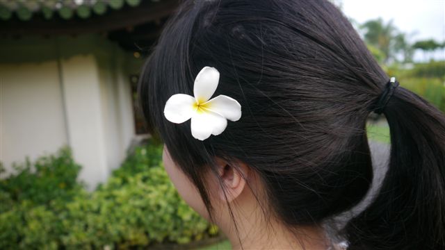 雞蛋花克小姐 雞蛋花克小姐