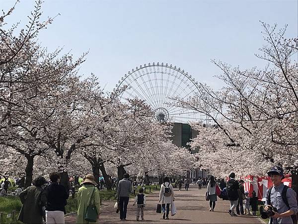 萬博公園、櫻花滿開