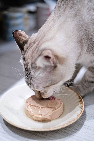 寵物開箱 挖到寶啦~貓有話說 Catssay 開罐秒殺，營養
