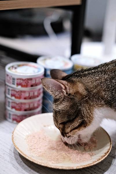 寵物開箱 挖到寶啦~貓有話說 Catssay 開罐秒殺，營養