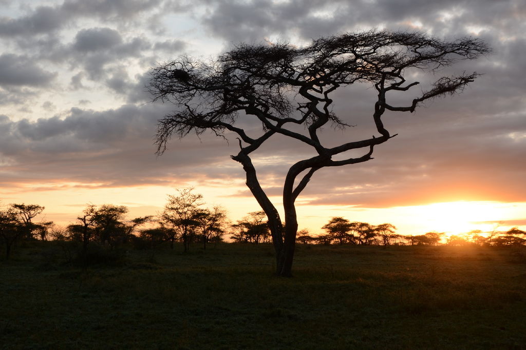 坦尚尼亞日落1