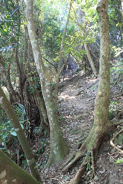 赤柯山東獅頭山味衛佳 (38).JPG