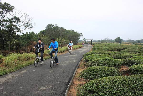 1112銅鑼自行車道杭菊IMG_7128 (20).JPG