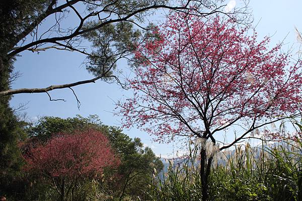 0205大山背山步道 (33).JPG