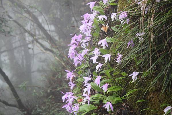 0407苗栗第一高山加里山 (53)