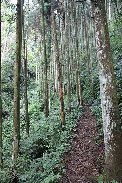 0512雲霧步道張學良與三毛故居IMG_9559 (15)