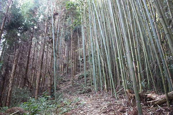 1104五峰鄉鬼澤山登山(27)