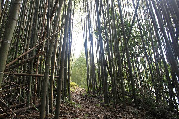 1104五峰鄉鬼澤山登山(33)