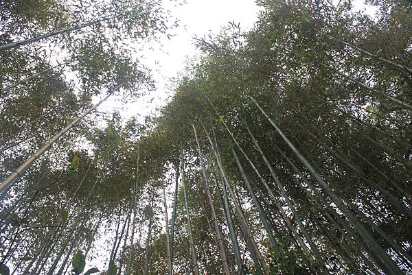 1104五峰鄉鬼澤山登山(45)