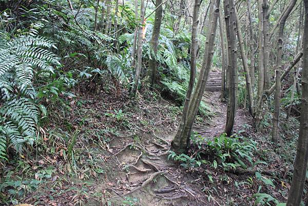 1118汐止市新山夢湖登山 (34)