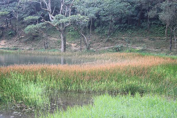 1118汐止市新山夢湖登山 (82)