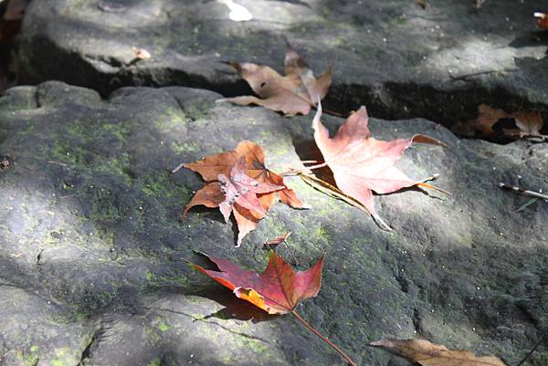 1216土城火焰山大暖尖山縱走 (39)