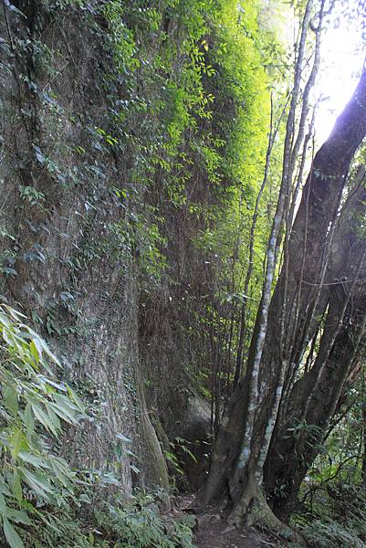 0120大溪白石山與阿姆坪 (49)