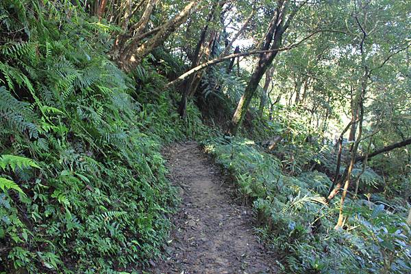 0228登烘爐地福德宮南勢角山 (17)