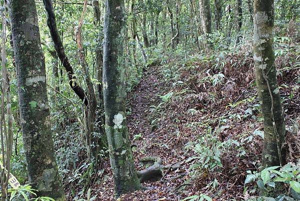 0413志繼山縱走東眼山 (10)