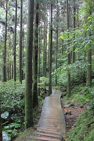 0413志繼山縱走東眼山 (67)