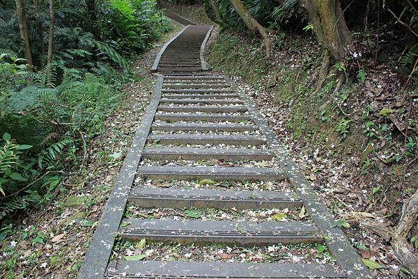 0505士林翠山步道上大崙尾山 (44)